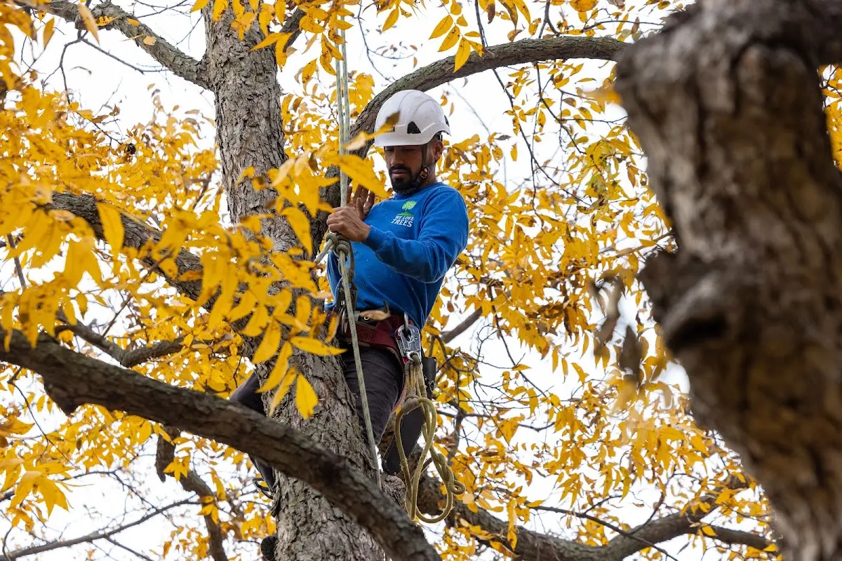 Skilled Tree Transplanting crew working in Holdrege